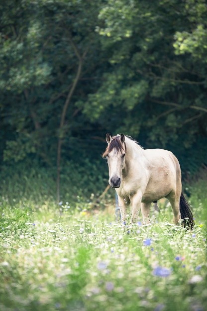Das Pony Cappucino auf einer Blumenwiese am Waldrand
