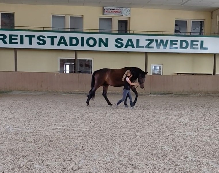 Pferd wird an der Hand durch die Reithalle geführt