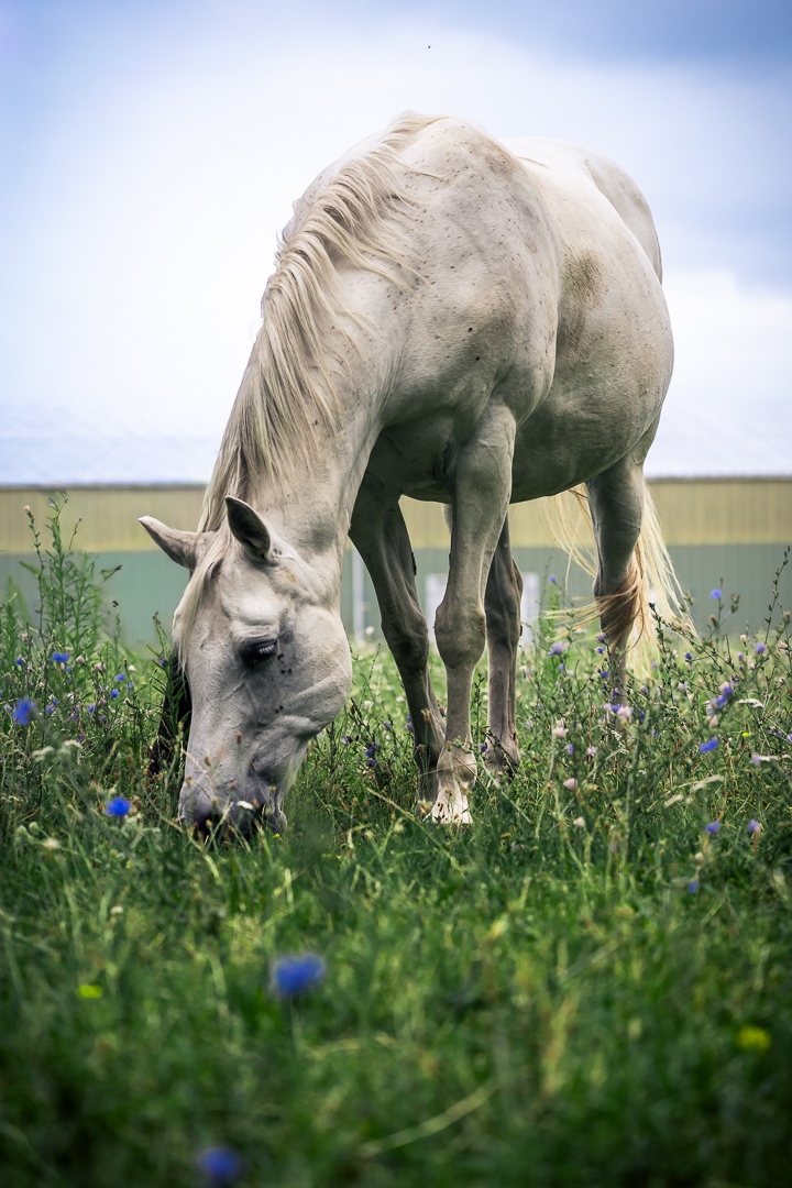 Schimmel grast auf einer Wiese mit blauen Blumen