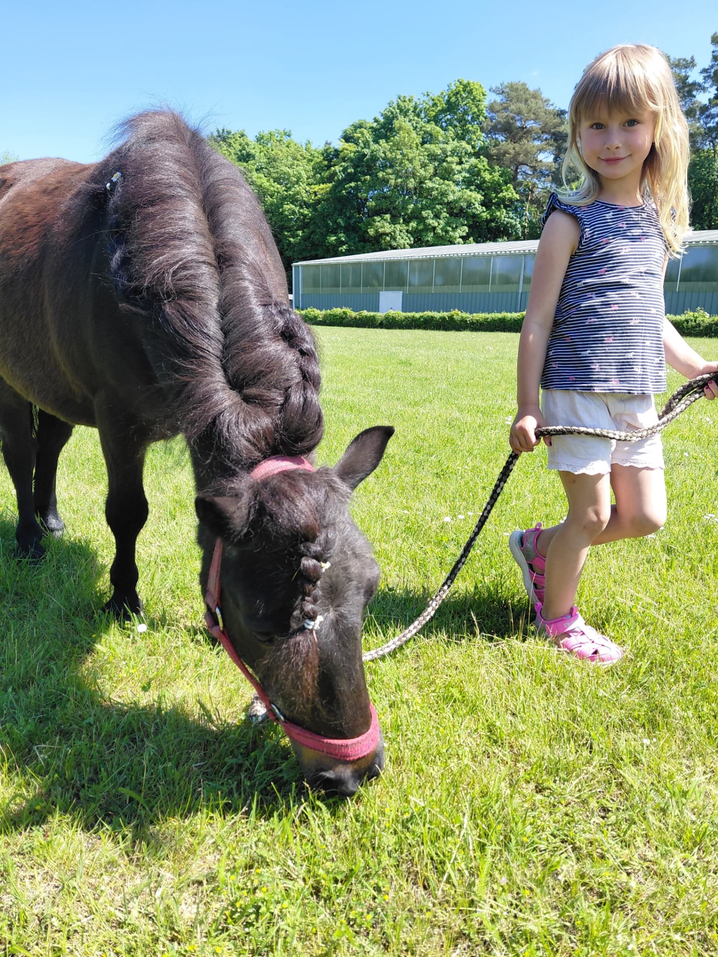 Mädchen führt ein Shetlandpony über die Wiese