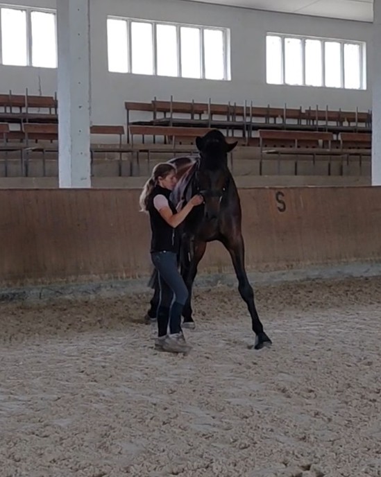 Junges Pferd bei der Bodenarbeit in der Reithalle