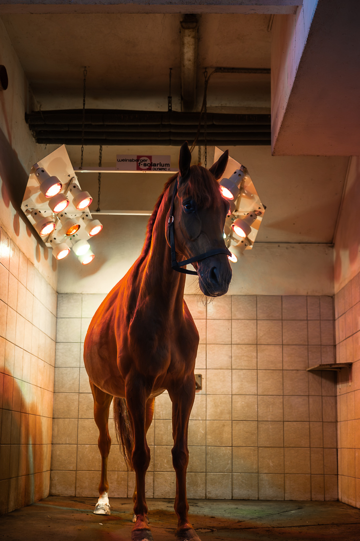 Pferd unter den Lampen des Solariums