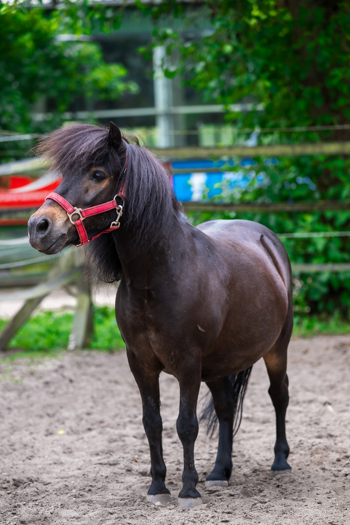 Kleines schwarzes Pony auf dem Sandplatz