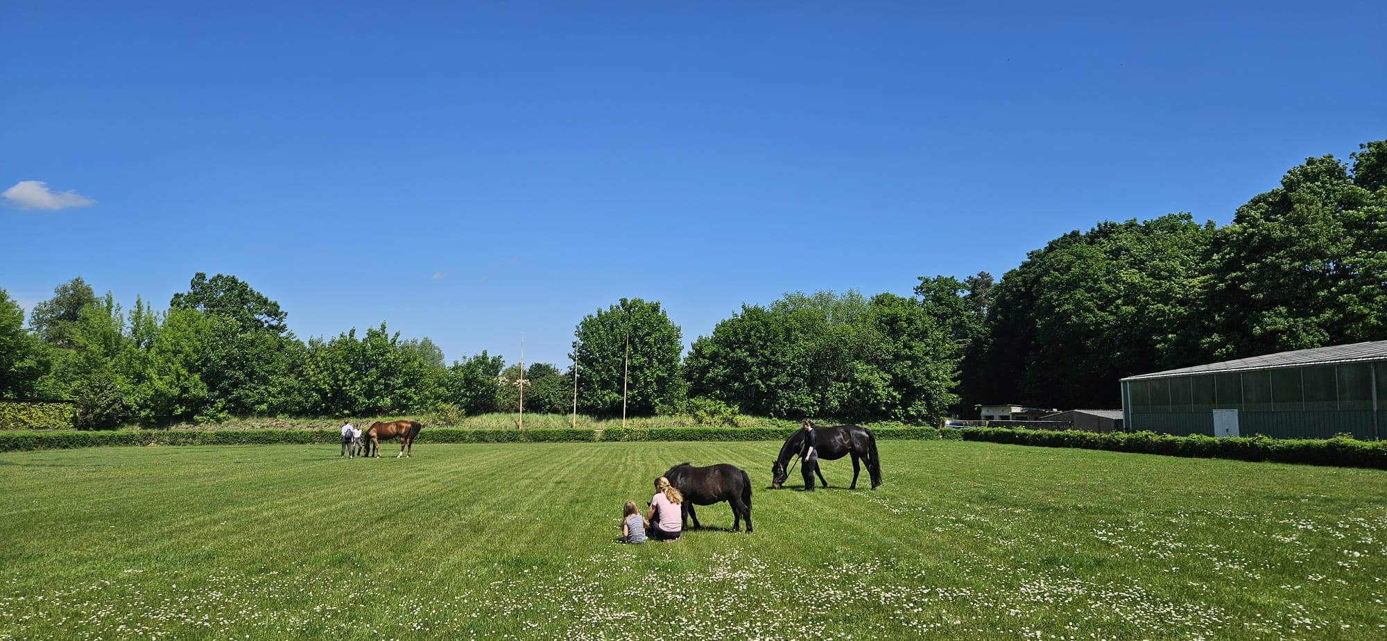 Pferde auf der Weide neben der Reitanlage