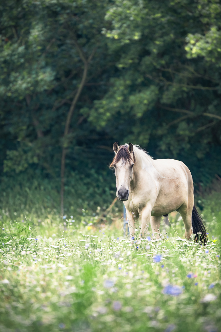 Helles Pferd auf einer blühenden Wiese